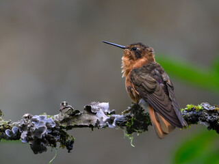 Obraz premium Shining Sunbeam Hummingbird Perching on Lichen Covered Branch