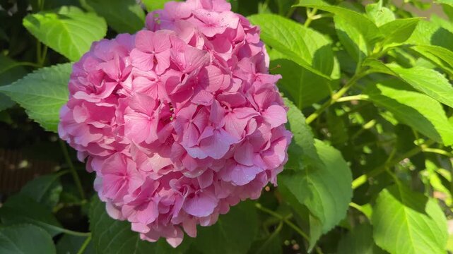 Hydrangea macrophylla pink flowers hortensia