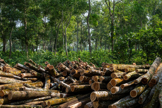 View of a large pile of stacked timber logs in a lush green forest clearing in Sherpur, Mymensingh Division, Bangladesh.