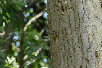 Obraz premium Northern Flicker 