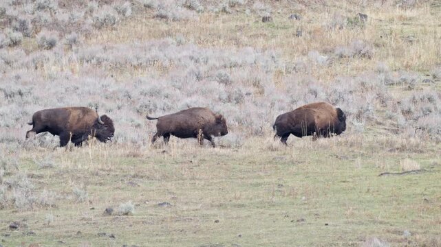 Three American bison running in a line across a sagebrush valley in Yellowstone National Park