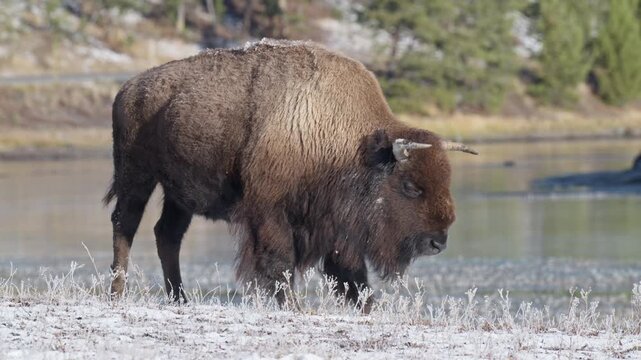 American bison walking slowly on a frosty riverbank in Yellowstone National Park