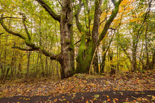 View of a large mossy tree trunk surrounded by autumn foliage and fallen leaves in a dense forest Ilija, Banska Bystrica Region, Slovakia.