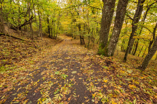 View of a forest path covered in yellow autumn leaves near Sitno in the Stiavnicke vrchy mountains in Ilija, Banska Bystrica Regio, Slovakia.