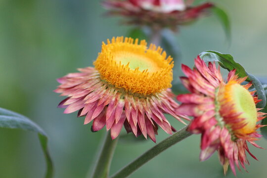 bee on flower
