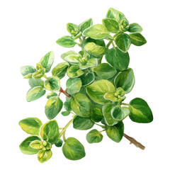 Fototapeta premium Marjoram watercolor vector illustration, high-quality artwork isolated on a pure white background.