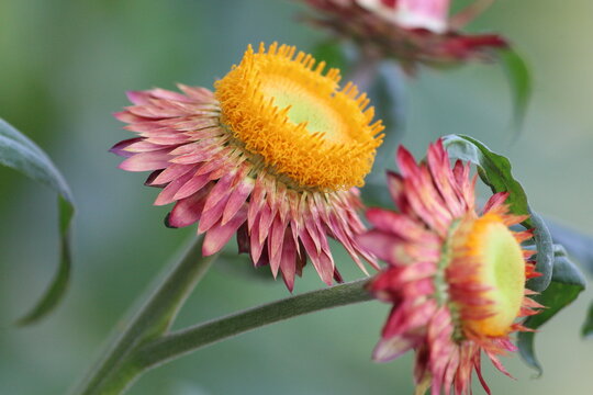 bee on a yellow flower