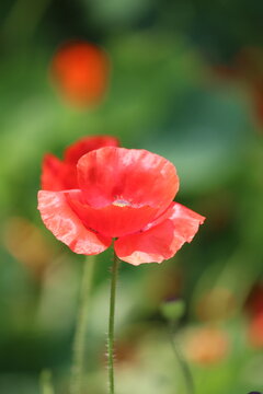 close up of red poppy flower in garden for wallpaper, cards and greetings