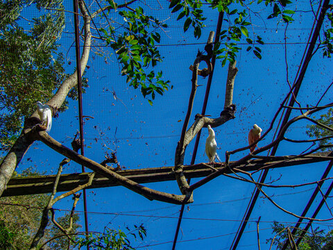 aves no galhos da &aacute;rvore