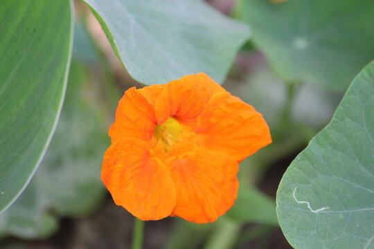 orange flower with green leaves