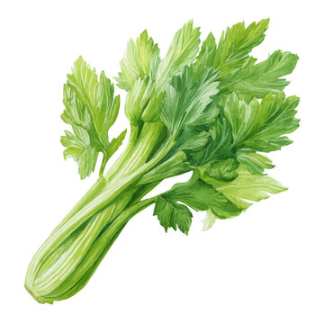 Stylized watercolor Celery vector, modern artistic illustration with high-quality details on a pure white background.