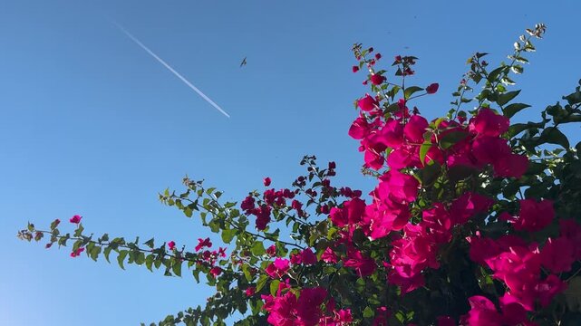 Bougainvillea beautiful shrub with bright pink flowers against blue sky with flying swallow birds.