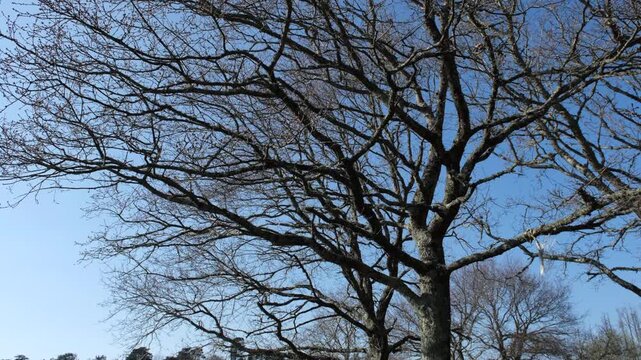 Traveling shot moving down a bare tree, passing by the Auray River in Morbihan, and tilting up to another leafless tree against a clear blue sky.