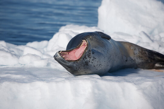 Leopard seal yawning while on an iceberg in Antarctica
