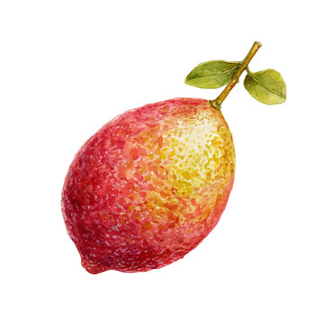Finger Lime watercolor vector illustration, high-quality artwork isolated on a pure white background.