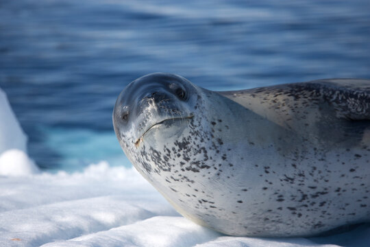 Leopard seal reclining on an iceberg in Antarctica