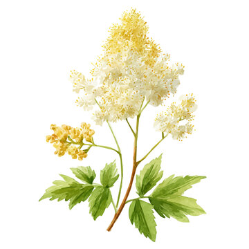 Meadowsweet watercolor vector illustration, high-quality artwork isolated on a pure white background.