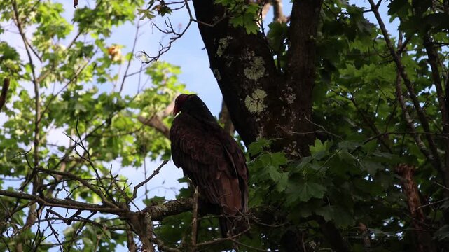 large turkey vulture scavenger bird of prey sitting in a tall tree in north west new jersey northeast usa looking for food near roadkill animal