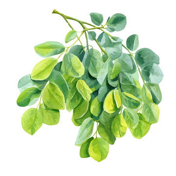 Moringa watercolor artwork, high-quality professional vector illustration isolated on a white background.