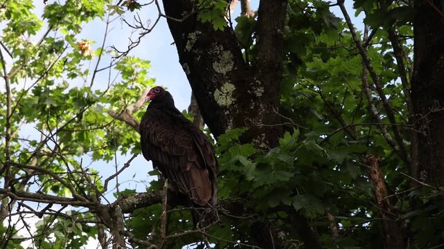 large turkey vulture scavenger bird of prey sitting in a tall tree in north west new jersey northeast usa looking for food near roadkill animal