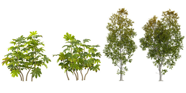 Collection of Fatsia,Fraxinus plants isolated on white background