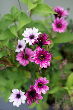 Lush blooming dimorphotheca bush on a sunny summer day, botanical concept. Beautiful purple and white osteospermum flowers blooming in a garden.