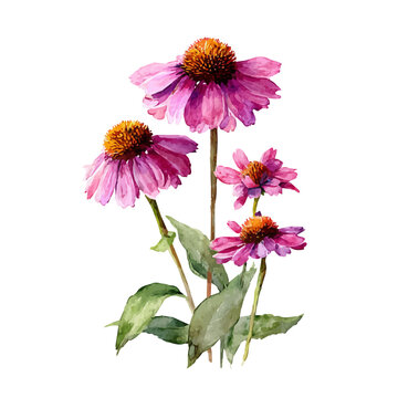 Watercolor painting of Echinacea, detailed and artistic vector illustration on a white background.