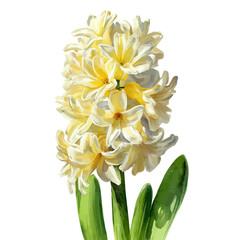 Obraz premium Stylized watercolor Hyacinth Flower vector, modern artistic illustration with high-quality details on a pure white background.