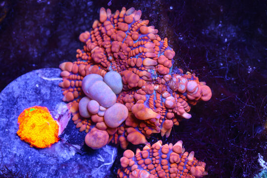 Bounce Mushroom Coral Frags with Bubble Mutations Under Actinic Lighting