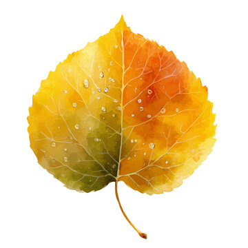 Aspen Leaf watercolor drawing vector, premium quality illustration on a clean white background.