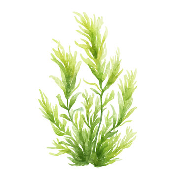 Elodea watercolor drawing vector, premium quality illustration on a clean white background.
