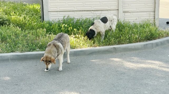 Two stray dogs search for food on a quiet street. Their patient wandering brings a lonely yet peaceful feeling to the sunny urban roadside.
