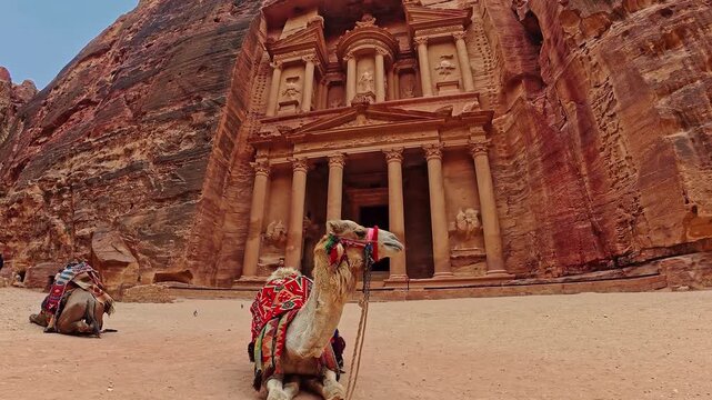 Drone pan shot revealing a decorated camel resting in the foreground with the iconic rose-red sandstone Treasury facade of Petra, Jordan carved into the cliff behind it.
