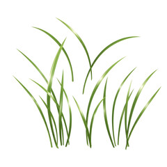 Fototapeta premium Green grass blades waving in wind isolated on transparent background