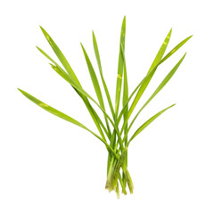 Obraz premium Fresh green onion bunch with white roots isolated on transparent background