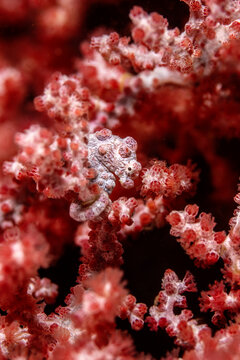 View of a tiny pygmy seahorse camouflaged among the vibrant red polyps of a gorgonian coral reef at Gato Island, Philippines.