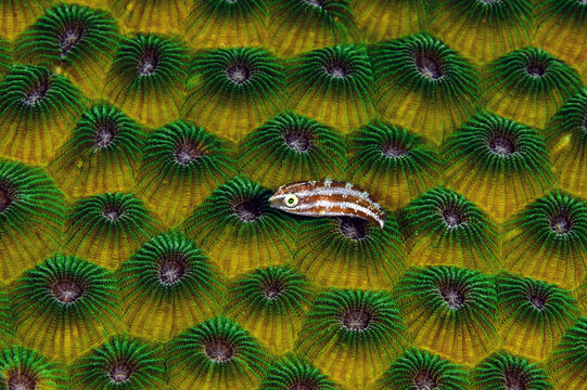 View of a small striped fish resting on vibrant green and yellow coral polyps underwater at Gato Island, Philippines.