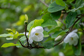 Emerging from a canopy of vibrant green leaves, a graceful Siebold’s magnolia opens its ivory petals. White Siebold’s magnolia (Magnolia sieboldii) blossom and bud on a leafy branch.  © Kaja