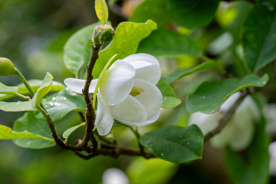 Emerging from a canopy of vibrant green leaves, a graceful Siebold&rsquo;s magnolia opens its ivory petals. White Siebold&rsquo;s magnolia (Magnolia sieboldii) blossom and bud on a leafy branch. 