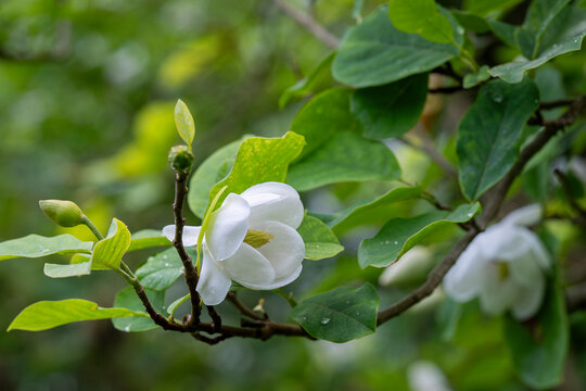 Emerging from a canopy of vibrant green leaves, a graceful Siebold&rsquo;s magnolia opens its ivory petals. White Siebold&rsquo;s magnolia (Magnolia sieboldii) blossom and bud on a leafy branch. 