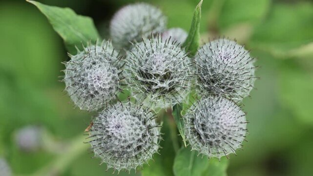 Close up of burdock plant seed heads with white fluffy texture