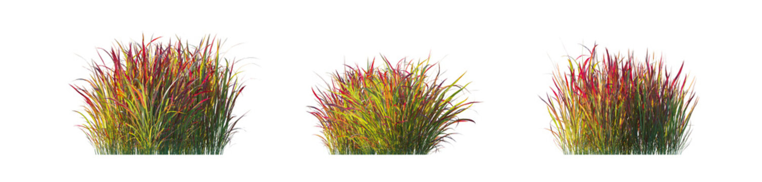 Red Ornamental Grass Set, Imperata Cylindrica Rubra Grass Set on Transparent Background
