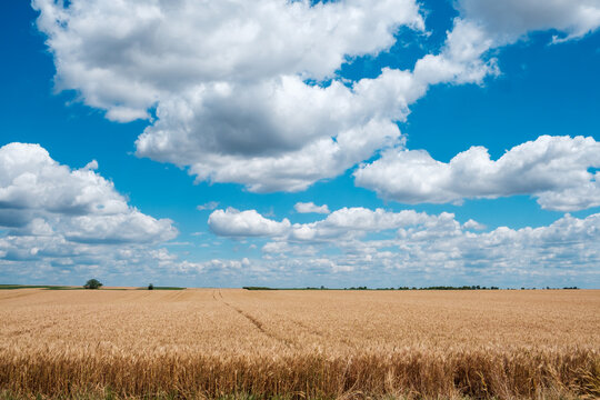 View of a vast golden wheat field under a bright blue sky with fluffy white cumulus clouds in the agricultural landscape of Novi Sad, Vojvodina, Serbia.