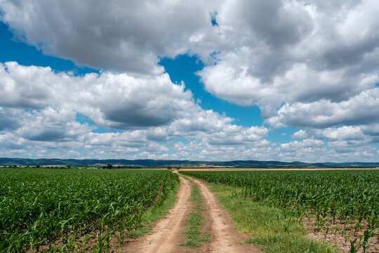 View of a dirt road winding through a lush green cornfield under a dramatic cloudy sky with distant hills in Novi Sad, Vojvodina, Serbia.