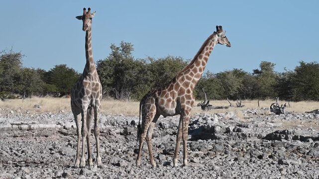 Giraffes family (Giraffa camelopardalis) at the waterhole in the Etosha National Park, Namibia, Africa