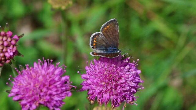 long clip of female polyommatus icarus butterfly on knautia arvensis blossom