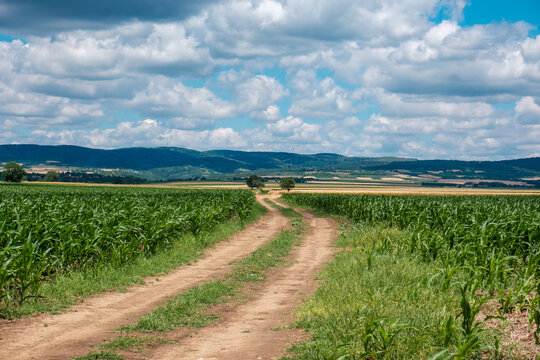View of a winding dirt road passing through lush green cornfields with rolling hills under a cloudy sky Novi Sad, Vojvodina, Serbia.