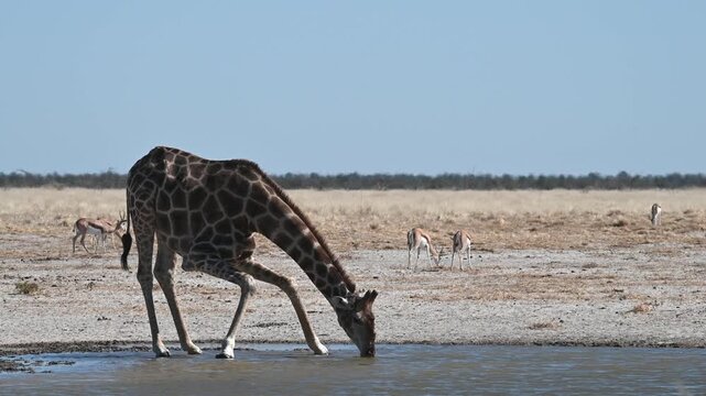 Giraffe (Giraffa camelopardalis) at the waterhole in the Etosha National Park, Namibia, Africa