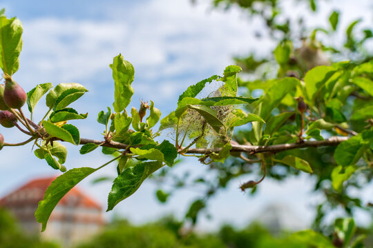 Silken web nest created by caterpillars on an apple tree branch with young developing fruits. Concept of agricultural challenges, pest management, crop protection, and orchard monitoring