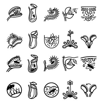 Carnivorous plants and insectivorous prey traps grid. Flat black outlines and solid variations of professional venus flytrap and pitcher plant elements isolated on white background.